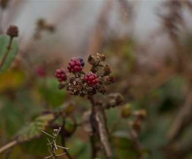 Cove Hithe - Berries in Autumn - Photography by Emily Fae Cove Hithe - Berries in Autumn - Photography by Emily Fae