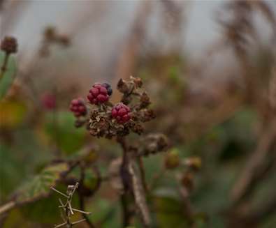 Last of the Summer Walks - Berries - (c) Emily Fae Photography Last of the Summer Walks - Berries - (c) Emily Fae Photography