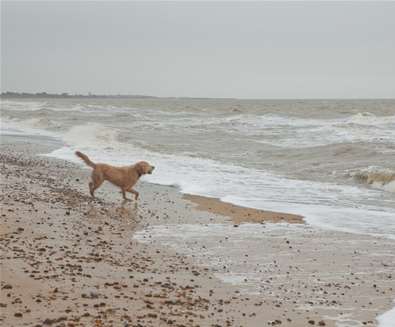 Top 10 Dog Friendly Things to Do - Retriever in the Sea - Credit Emily Fae Top 10 Dog Friendly Things to Do - Retriever in the Sea - Credit Emily Fae