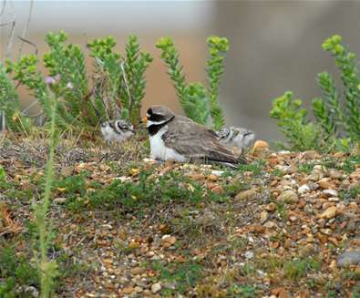 Landguard Ringed Plovers (2) Landguard Ringed Plovers (2)