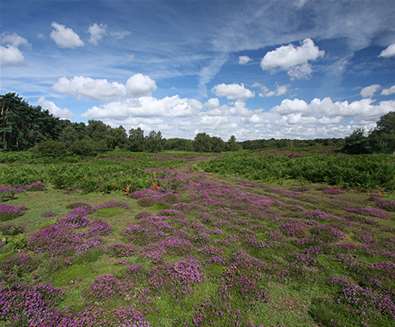 Suffolk Wildlife Trust - Heather at Blaxhall Common Suffolk Wildlife Trust - Heather at Blaxhall Common
