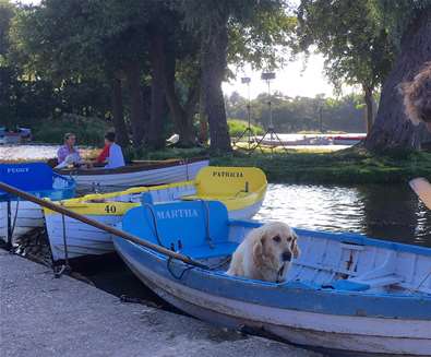 Top 10 Dog Friendly Things to Do - Dog in Boat at Thorpeness Top 10 Dog Friendly Things to Do - Dog in Boat at Thorpeness