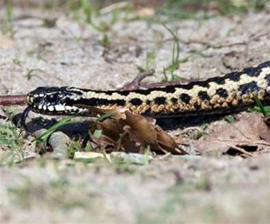 rspb-minsmere-male-adder rspb-minsmere-male-adder