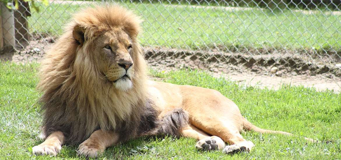 Africa Alive Things to Do Suffolk