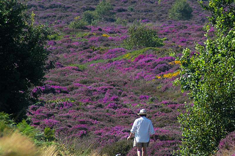 National Trust Dunwich Heath