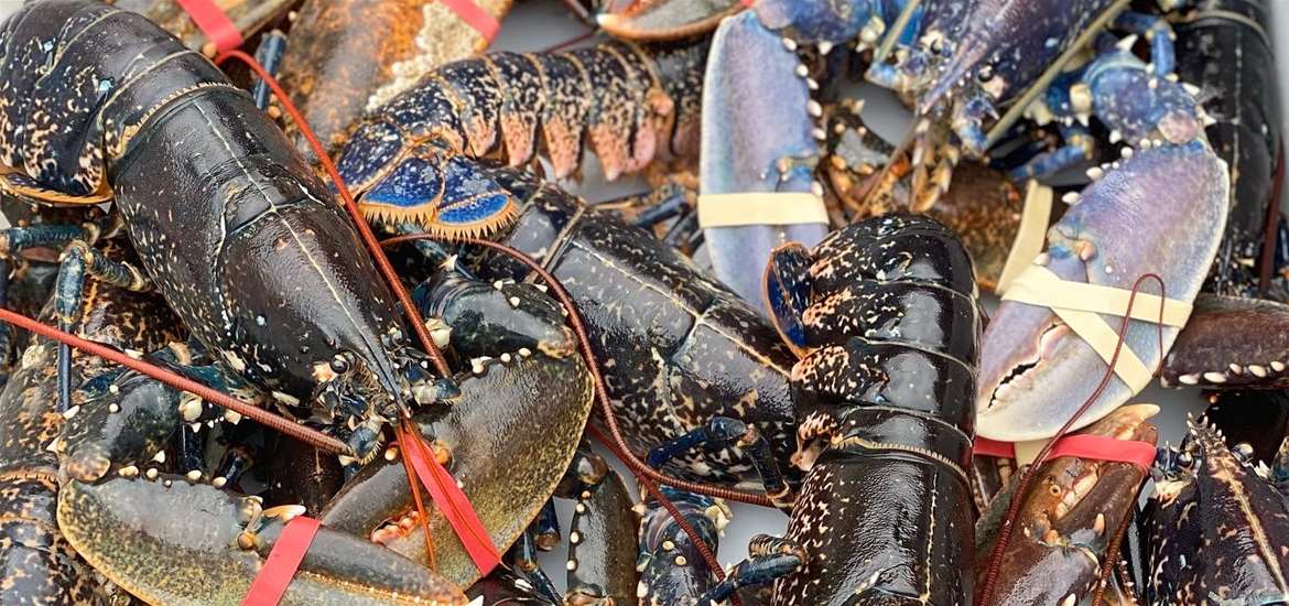 SHOPPING - A Passion for Seafood - Lobsters