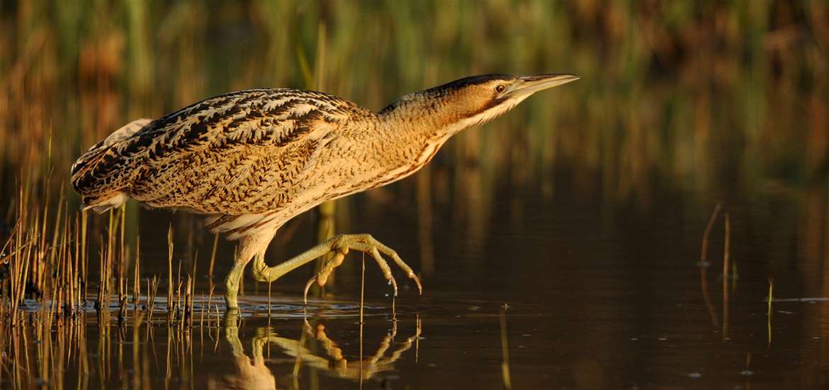 RSPB Minsmere Celebrates it's 70th Anniversary!