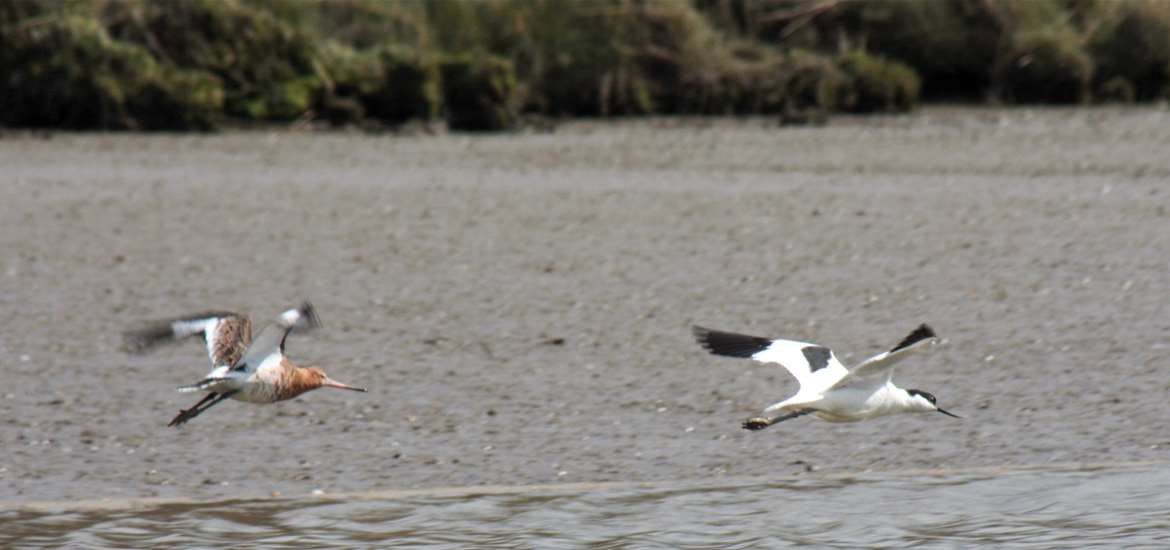 TTDA - Suffolk River Trips - Avocet and Godwit
