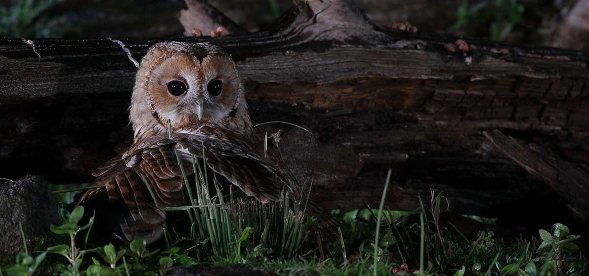 TTDA - Bawdsey Hall Wildlife Hides - Owls