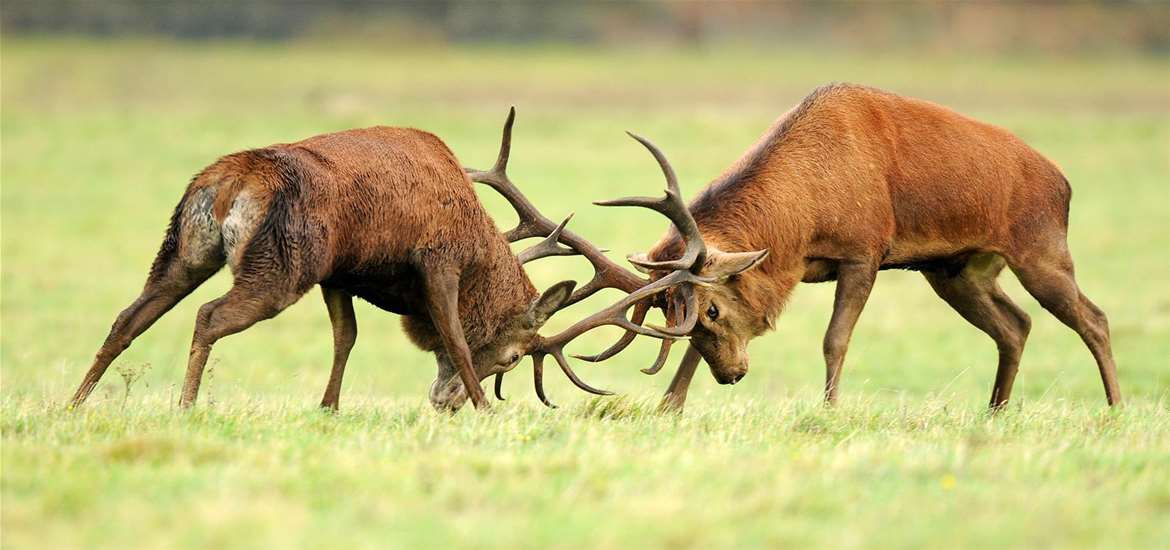 TTDA - RSPB Minsmere - Stags Fighting - (c) John Evans