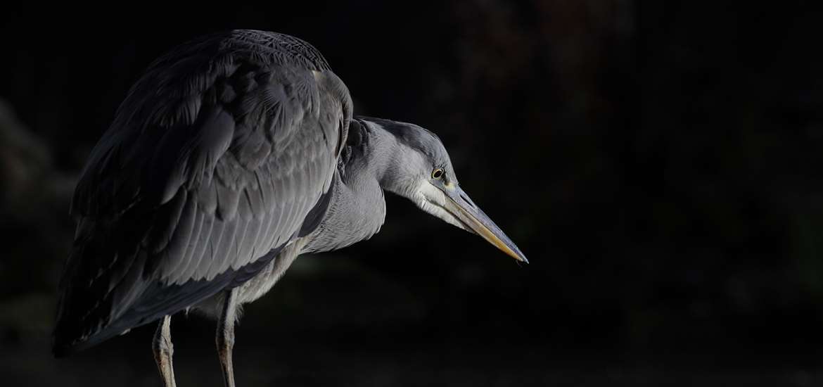 TTDA - Bawdsey Hall Wildlife Hides - Heron