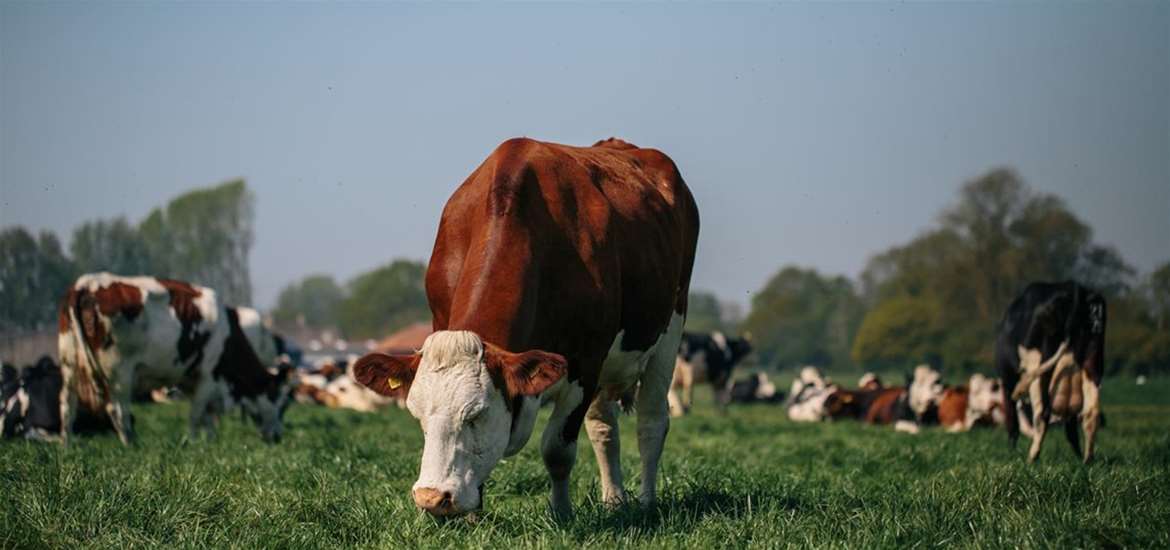 Fen Farm Dairy - cow