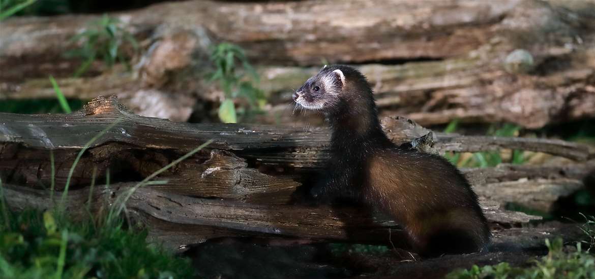 TTDA - Bawdsey Hall Wildlife Hides - Polecat