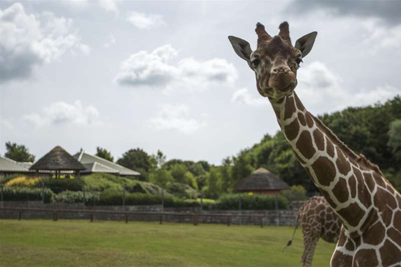 Africa Alive Giraffe