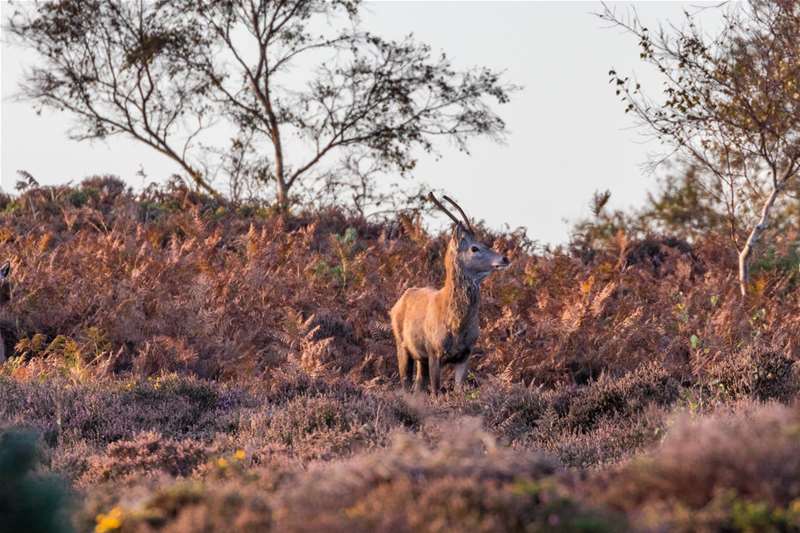 Deer on Dunwich Heath (c) Tony Howsham