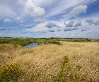 TTDA - National Trust Orford Ness - Reeds TTDA - National Trust Orford Ness - Reeds