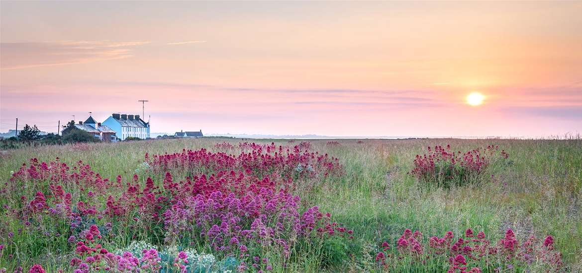 EXP - Gill Moon photography - Shingle street in bloom