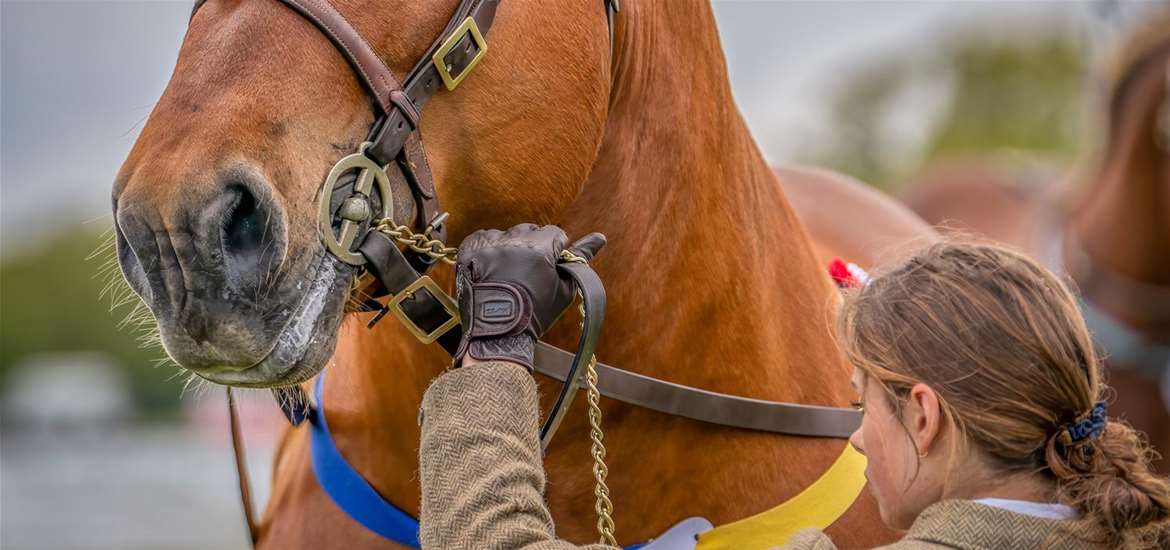 Suffolk Punch Trust - Colony Eli Supreme Champion Suffolk Punch 2023