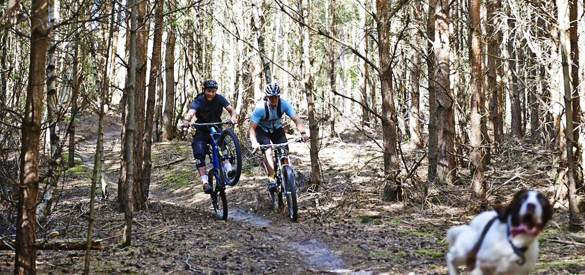 Cyclists and a dog in Tunstall Forest