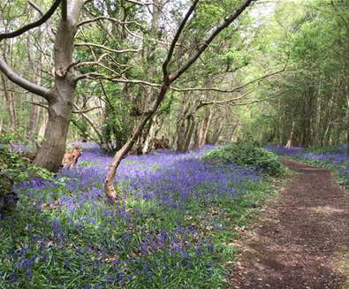 WTS - School Farm Cottages - Bluebells