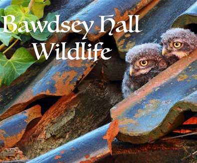 Bawdsey Hall Wildlife Photography Bawdsey Hall Wildlife Photography