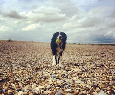 Dog Walks on The Suffolk Coast