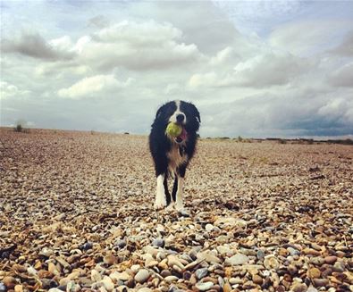 Summer dog friendly walks - Harry