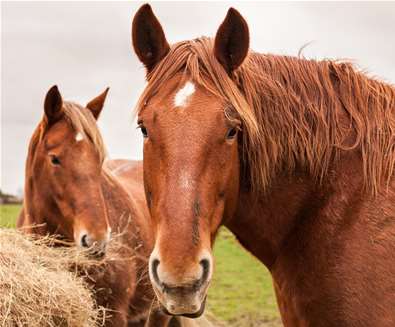 Suffolk Punch Trust Horses Suffolk Punch Trust Horses