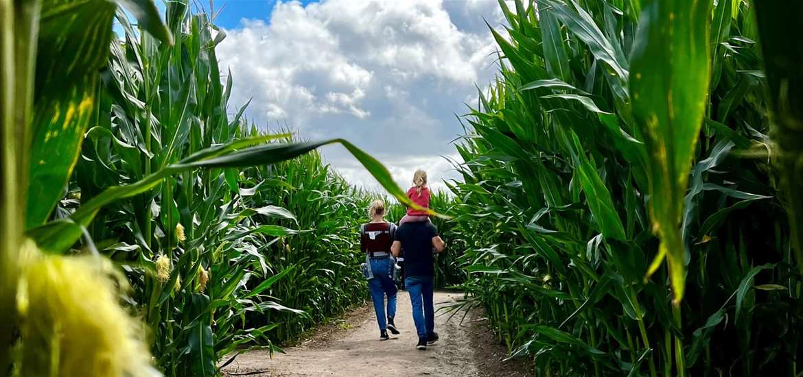 Southwold Maize Maze