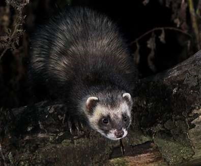 Bawdsey Hall Wildlife Photography..