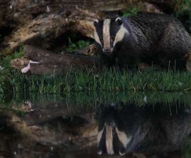 Bawdsey Hall Wildlife Photograp..