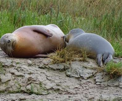 Seal watching Trips Harwich