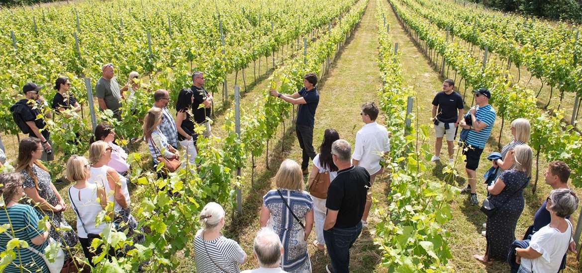 Flint Vineyard - Seeing the vines up-close