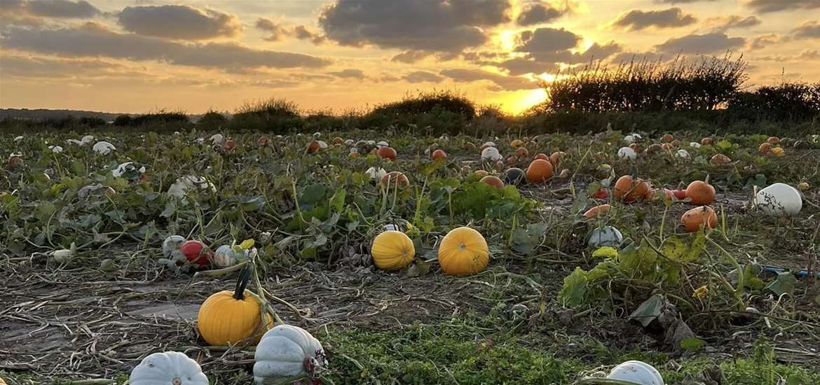 Pumpkin patch at Southwold Maize Maze (c) Southwold Maize Maze