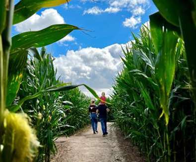 Southwold Maize Maze