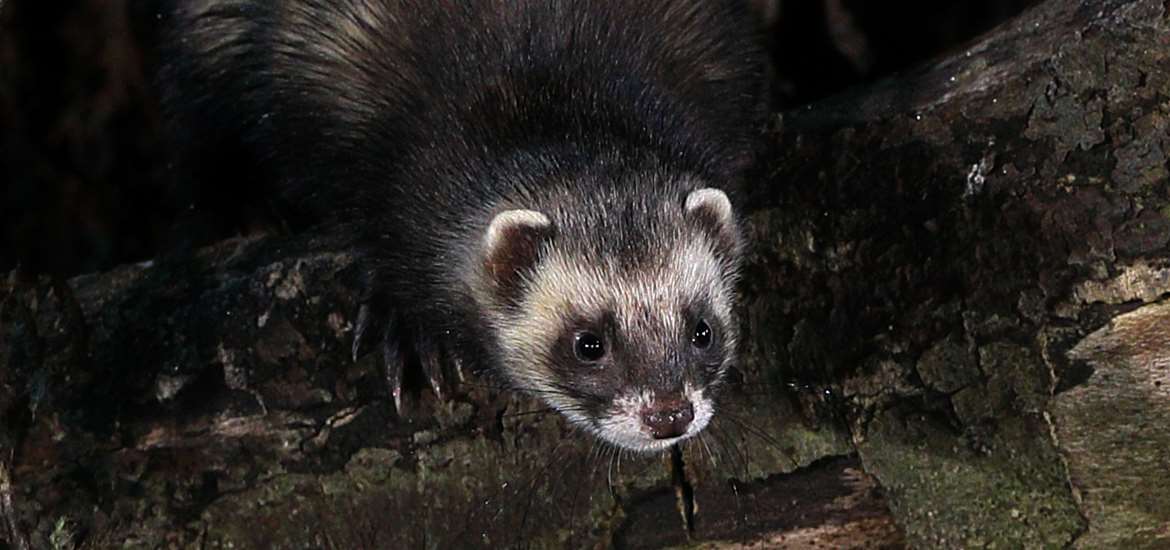Bawdsey Hall Wildlife Photography Experience
