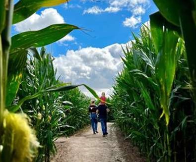 Southwold Maize Maze