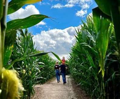 Southwold Maize Maze