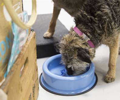 Top 10 Dog Friendly Things to Do - Dog at Adnams Shop - Credit Adnams