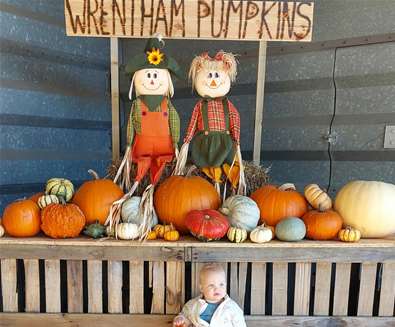 Wrentham Pumpkins - (C) Sophie Chapman