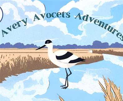 Avery Avocet's Adventures