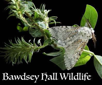 Bawdsey Hall Wildlife Photography Bawdsey Hall Wildlife Photography