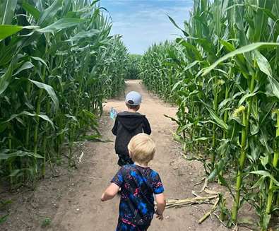 Southwold Maize Maze Southwold Maize Maze
