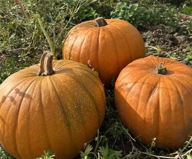 Hillfield Pumpkins Hillfield Pumpkins