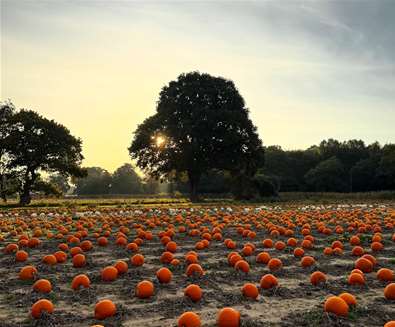 Woodbridge Pumpkin Patch Woodbridge Pumpkin Patch