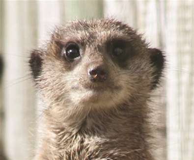 TTDA - Africa Alive - Meerkat TTDA - Africa Alive - Meerkat