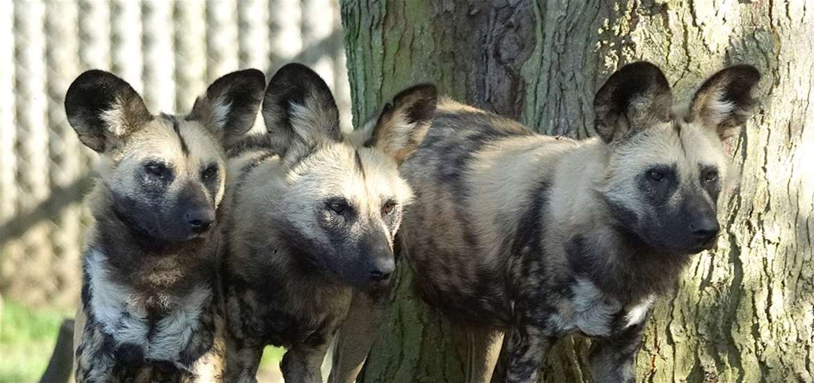 TTDA - Africa Alive! - Hyenas