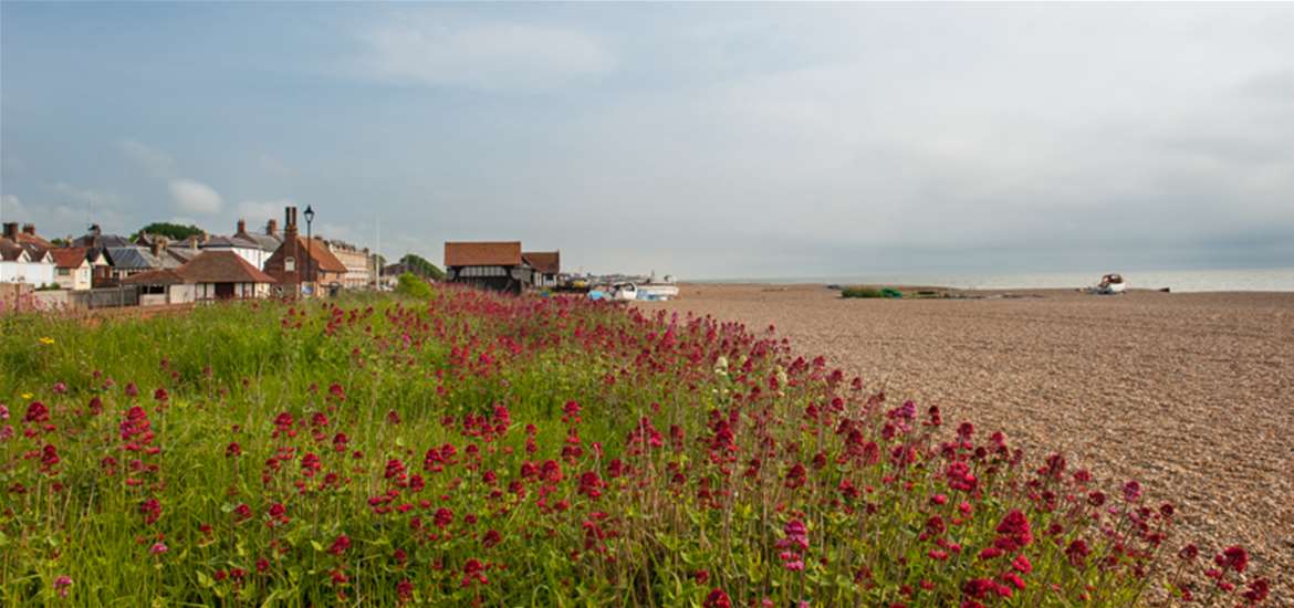 TTDA - Aldeburgh Beach - flora and fauna