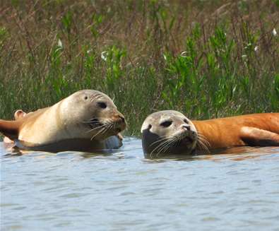 Seal Watching Trips Harwich