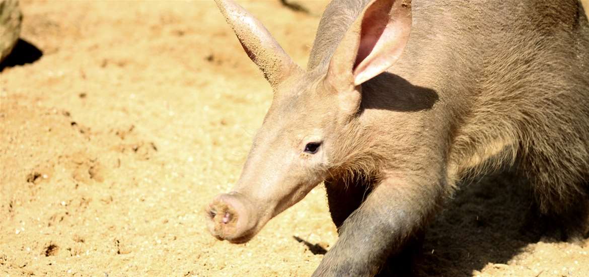 TTDA - Africa Alive! - Aardvark